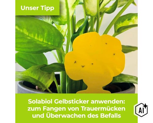 Solabiol Gelbsticker in einer Zimmerpflanze zur Bekämpfung von Trauermücken. (Image AI modified or generated)