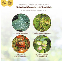 Infografik zeigt Anwendungsgebiete für Solabiol Lecithin gegen Echten Mehltau, Kräuselkrankheit, Kraut- und Knollenfäule sowie Blattfleckenkrankheit.