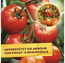 Gesunde Tomatenpflanze im Kontrast zu einer mit Kraut und Braunfäule befallenen Tomate zur Veranschaulichung der pflanzlichen Abwehrstärkung.