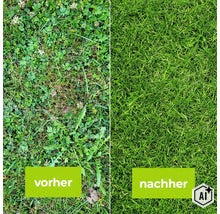 Vergleichsbild einer Rasenfläche mit Unkraut vor und nach einer erfolgreichen Unkrautbekämpfung und Rasenpflege. (Image AI modified or generated)