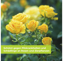 Nahaufnahme gelber Rosen mit einem Hinweistext zum Schutz vor Pilzkrankheiten und Schädlingen an Rosen und Zierpflanzen.