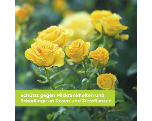 Nahaufnahme gelber Rosen mit einem Hinweistext zum Schutz vor Pilzkrankheiten und Schädlingen an Rosen und Zierpflanzen.