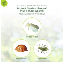 Infografik zur Anwendung von Protect Garden Lizetan Plus Schädlingsfrei gegen Weisse Fliege, Schildlaus und Blattlaus.