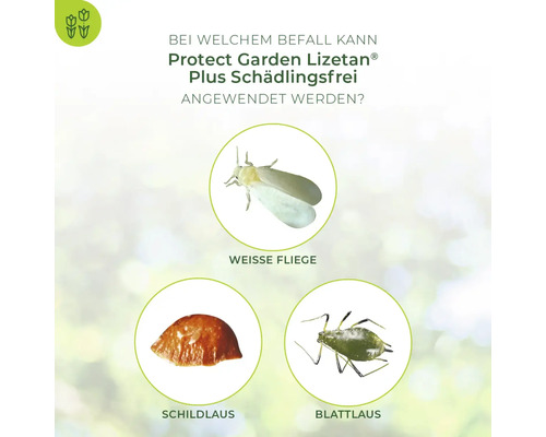 Infografik zur Anwendung von Protect Garden Lizetan Plus Schädlingsfrei gegen Weisse Fliege, Schildlaus und Blattlaus.