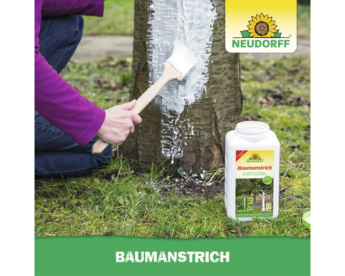 Person streicht Baumstamm mit Neudorff Baumanstrich zum Schutz von Obst- und Ziergehölzen im Garten.