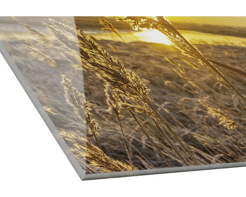 Acrylglasbild mit Gräsern und Sonnenaufgang