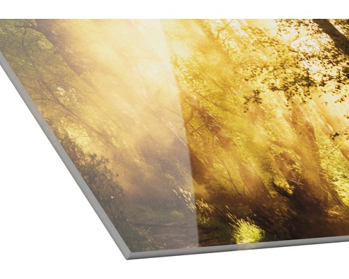 Acrylglasbild mit Waldmotiv und Sonneneinstrahlung