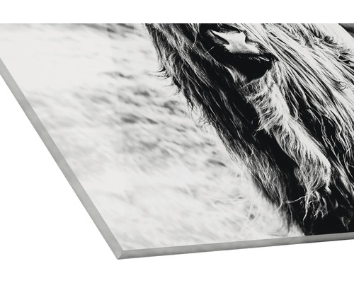 Nahaufnahme eines Highland Rinds auf einer Leinwand