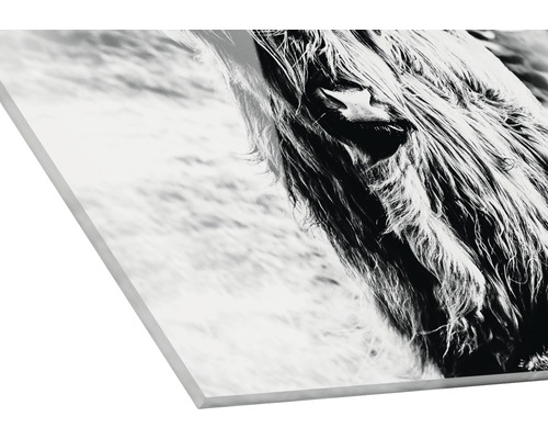 Acrylglasbild eines schottischen Hochlandrindes