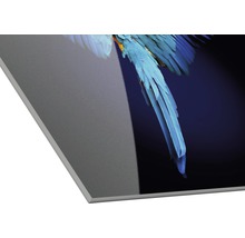 Glasbild Blue Parrot 20x20 cm-thumb-1 Glasbild Blue Parrot 20x20 cm-thumb-1