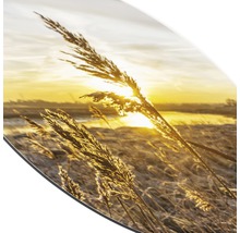 Rundes Wandbild mit Gräsern im Gegenlicht