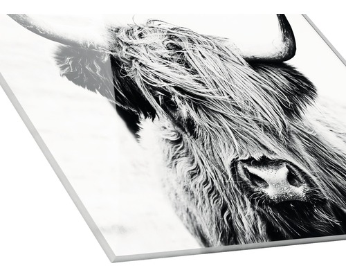 Acrylglasbild mit schottischem Hochlandrind-Motiv