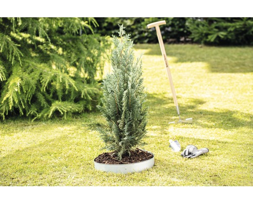 Szene mit einer einzelnen Zypresse im Topf, einer Harke, einer Schaufel und Gartenhandschuhen auf einer Rasenfläche.