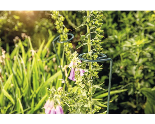 Pflanzenstütze im Garten mit blühenden Pflanzen
