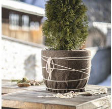 Thuja in einem Topf mit Winterschutz auf einem Tisch