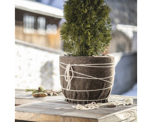 Im Bild ist eine Zypresse im Topf mit Filzüberzug und Kordel auf einem Tisch zu sehen.