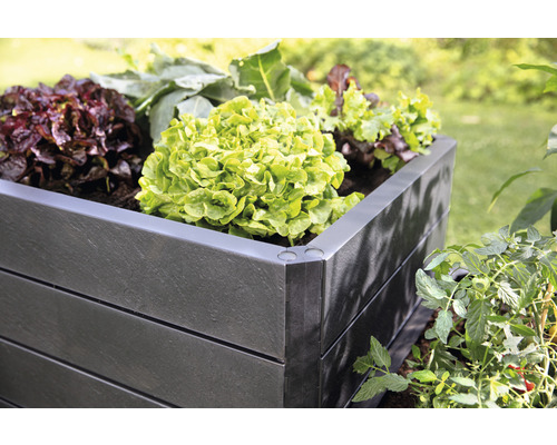Hochbeet aus Kunststoff mit Salatpflanzen