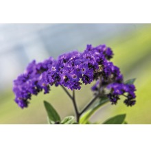 Nahaufnahme einer Heliotrop-Pflanze mit Blüten