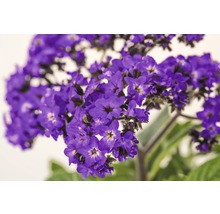 Heliotrop Pflanze mit Blüten