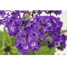 Nahaufnahme von Vanilleblumen mit violetten Blüten