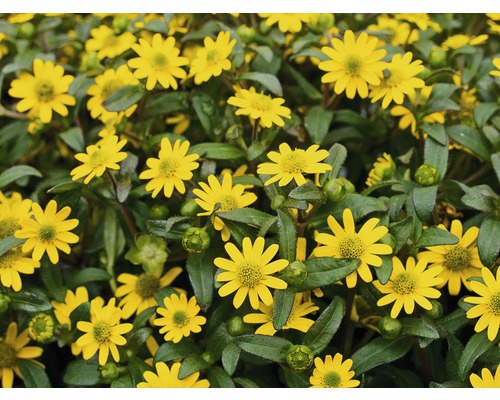 Teppich Margerite mit gelben Blüten und grünen Blättern.