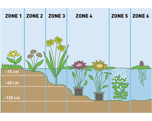 Illustration der Bepflanzung von Gartenteichen in verschiedenen Zonen und Tiefen