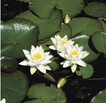 Seerosen mit Blättern auf einem Teich