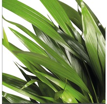 Nahaufnahme von Zimmerpflanze mit grünen Blättern