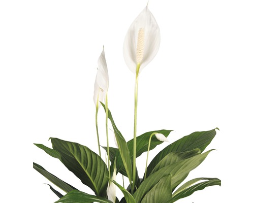 Einblatt Zimmerpflanze mit weißen Blüten und grünen Blättern