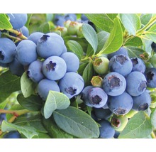 Nahaufnahme von Heidelbeeren an einem Strauch