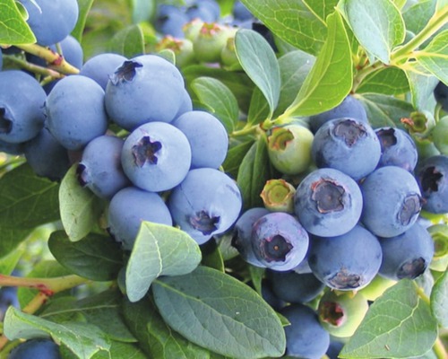 Nahaufnahme von Heidelbeeren an einem Strauch