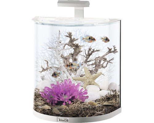 Aquarium mit Dekoration und Fischen