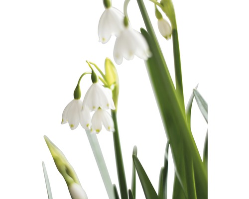 Sommerknotenblume mit grünen Blättern