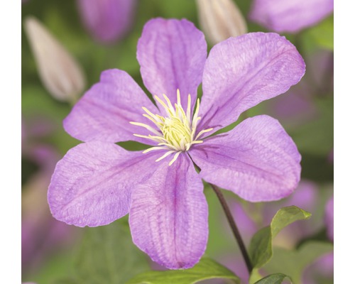 Waldrebe FloraSelf Clematis-Cultivars 'Comtesse de Bouchaud' H 50-70 cm Co 2,3 L Nahaufnahme einer lilafarbenen Clematisblüte