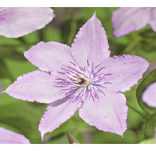 Nahaufnahme einer hellvioletten Clematisblüte