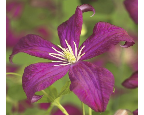 Waldrebe FloraSelf Clematis viticella 'Madame Julia Correvon' H 50-70 cm Co 2,3 L Nahaufnahme einer violetten Waldrebe mit weißen Staubgefäßen