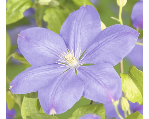Waldrebe FloraSelf Clematis-Cultivars 'Mrs. Cholmondeley' H 50-70 cm Co 2,3 L Nahaufnahme einer blauen Clematisblüte