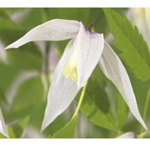 Nahaufnahme einer weißen Clematisblüte mit grünen Blättern