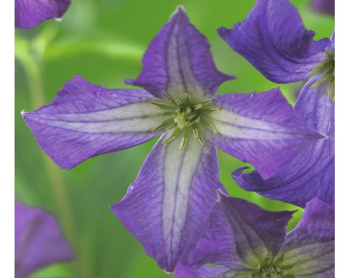 Waldrebe FloraSelf Clematis viticella H 50-70 cm Co 2,3 L blau