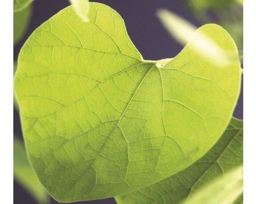 Pfeifenwinde, Osterluzei FloraSelf Aristolochia macrophylla (durior) H 50-70 cm Co 2,3 L