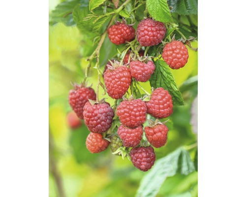 Himbeerstrauch mit reifen, roten Himbeeren an den Zweigen.