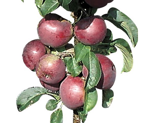 Bio Säulenapfel FloraSelf Bio Malus domestica 'Blue Moon' H 100-130 cm Co 7,5 L Pflaumenbaum mit reifen Früchten und grünen Blättern