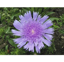 Nahaufnahme einer Skabiosen-Blume im Gartenbeet