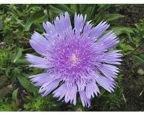 Nahaufnahme einer Skabiosen-Blume im Gartenbeet