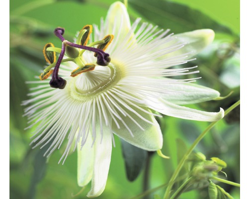 Passionsblume FloraSelf Passiflora caerulea 'Constance Elliott' H 50-70 cm Co 2,3 L Nahaufnahme einer Passionsblume