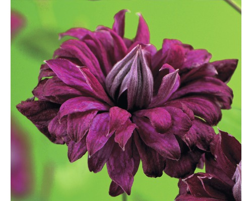 Waldrebe FloraSelf Clematis viticella 'Purpurea Plena Elegans' H 50-70 cm Co 2,3 L Nahaufnahme einer Clematisblüte