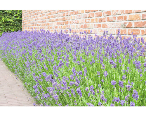 Lavendel FloraSelf Lavandula angustifolia H 5-20 cm Co 0,5 L