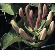 Geissblatt, Heckenkirsche FloraSelf Lonicera caprifolium H 50-70 cm Co 2,3 L