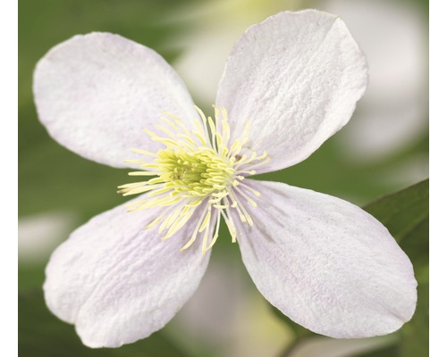 Berg-Waldrebe FloraSelf Clematis montana 'Fragrant Spring' H 50-70 cm Co 2,3 L
