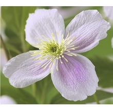 Nahaufnahme einer Clematisblüte